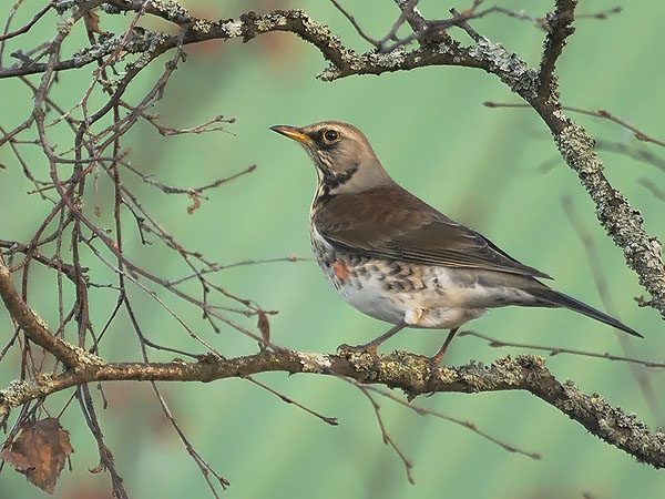 Räkättirastas, Fieldfare, Turdus pilaris